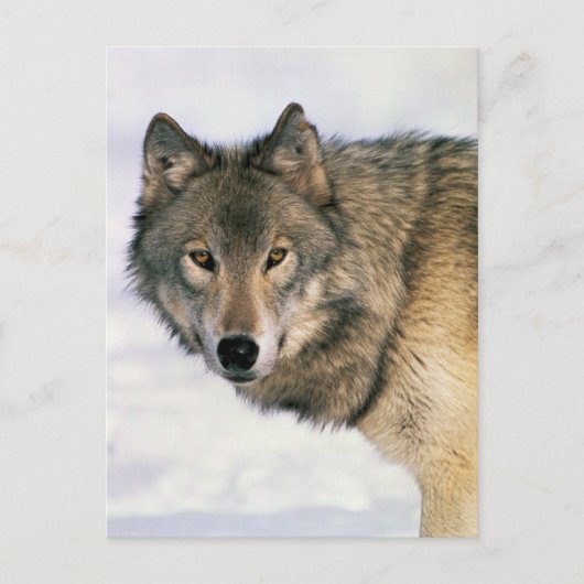 Wolf-Postkarten Postkarte (Vorderseite)