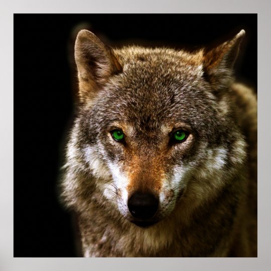 WolfProfil mit grüne Augen editable Hintergrund Poster Zazzle.de