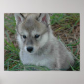 Wolf Pup Poster (Vorne)