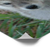Wolf Pup Poster (Ecke)