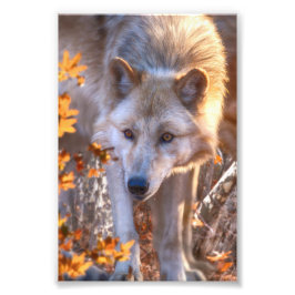 Wolf Puppy AUTUMN FARBEN Fotodruck