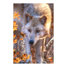 Wolf Puppy AUTUMN FARBEN