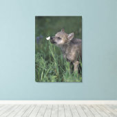 Wolf Puppy Sniffing Mountain Wildblume Leinwanddruck (Insitu (Holzboden))