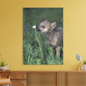 Wolf Puppy Sniffing Mountain Wildblume Leinwanddruck (Insitu (Wohnzimmer))