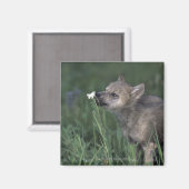 Wolf Puppy Sniffing Mountain Wildblume Magnet (Vorderseite/Rückseite)