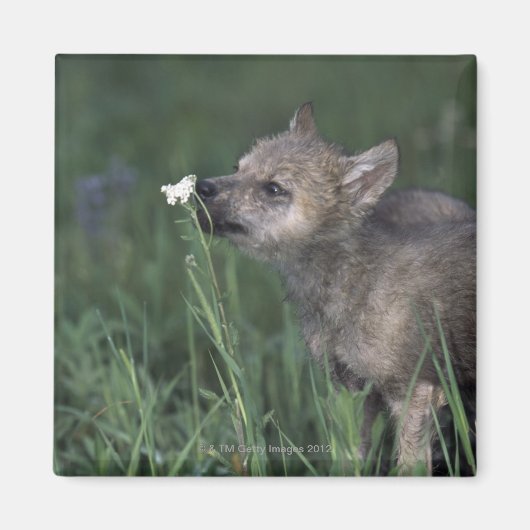 Wolf Puppy Sniffing Mountain Wildblume Magnet (Vorne)