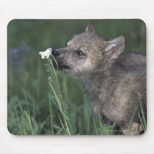 Wolf Puppy Sniffing Mountain Wildblume Mousepad (Vorne)