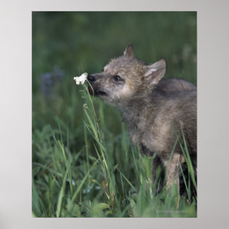 Wolf Puppy Sniffing Mountain Wildblume Poster