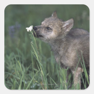 Wolf Puppy Sniffing Mountain Wildblume Quadratischer Aufkleber