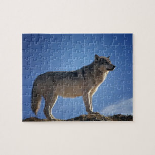 Wolf Puzzle