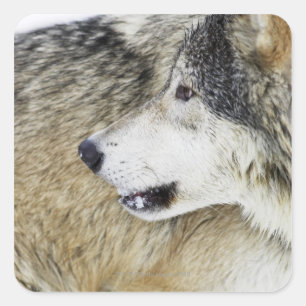 Wolf Quadratischer Aufkleber