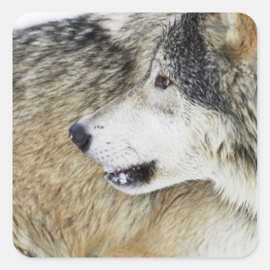 Wolf Quadratischer Aufkleber (Vorderseite)