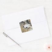 Wolf Quadratischer Aufkleber (Umschlag)