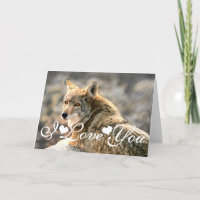 Wolf Rain Grafik Bild I Liebe Sie