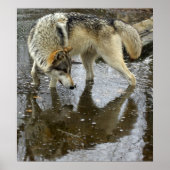 Wolf Reflection Poster (Vorne)