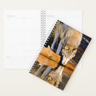 Wolf Reflections Planer