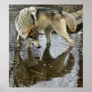 Wolf-Reflexion Poster