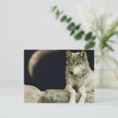 Wolf Relaxing Postkarte (Stehend Vorderseite)