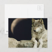 Wolf Relaxing Postkarte (Vorne/Hinten)