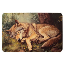 Wolf schläft im Wald