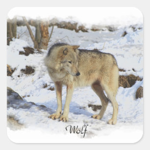 Wolf & Snow Wolf-Lover Wild Animal Alpha Male Quadratischer Aufkleber