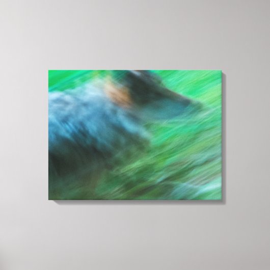 Wolf Speed 24" x 18", 1,5", Single Leinwanddruck (Vorderseite)