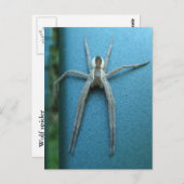 Wolf Spider 165 ~ Postkarte (Vorne/Hinten)