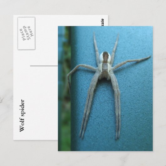 Wolf Spider 165 ~ Postkarte (Vorne/Hinten)