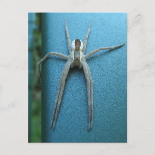 Wolf Spider 165 ~ Postkarte (Vorderseite)