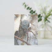 Wolf Spider Babies Ei Case Postkarte (Stehend Vorderseite)