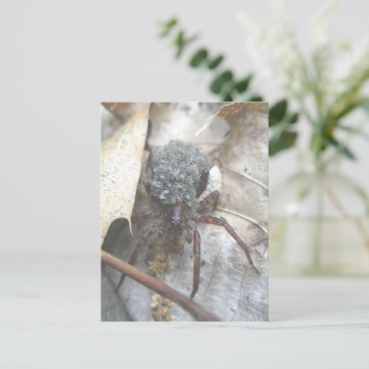 Wolf Spider Babies Ei Case Postkarte (Stehend Vorderseite)