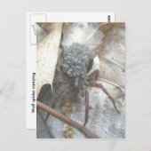 Wolf Spider Babies Ei Case Postkarte (Vorne/Hinten)