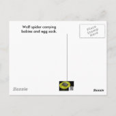 Wolf Spider Babies Ei Case Postkarte (Rückseite)