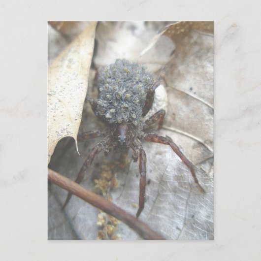 Wolf Spider Babies Ei Case Postkarte (Vorderseite)