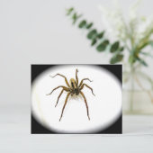 Wolf Spider Male (Lycosidae) Postkarte (Stehend Vorderseite)