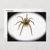 Wolf Spider Male (Lycosidae) Postkarte (Vorne/Hinten)