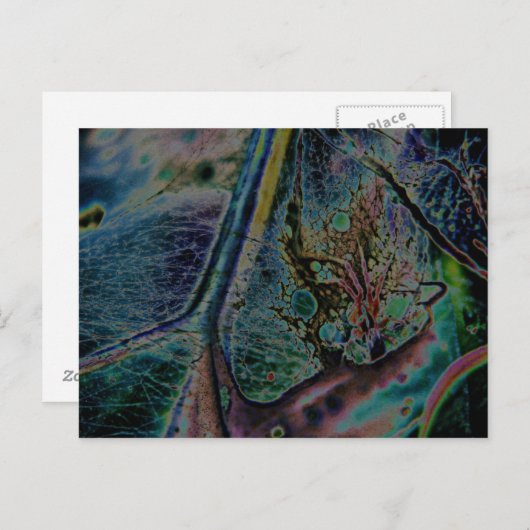 Wolf Spider Nebula Postkarte (Vorne/Hinten)