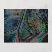 Wolf Spider Nebula Postkarte (Vorderseite)