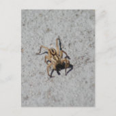 Wolf Spider Postcard Postkarte (Vorderseite)