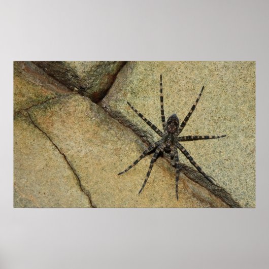 Wolf Spider Poster (Vorne)