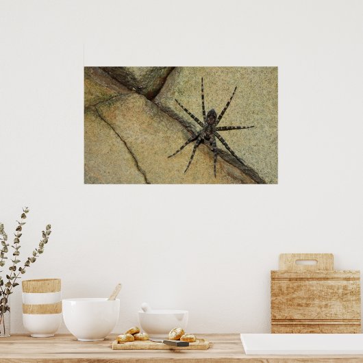 Wolf Spider Poster (Küche)