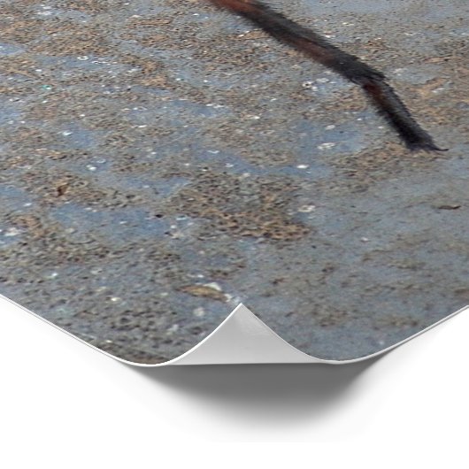 Wolf Spider Poster (Ecke)