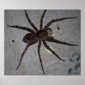 Wolf Spider Poster (Vorne)