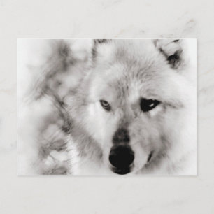 Wolf Spirit Postkarte