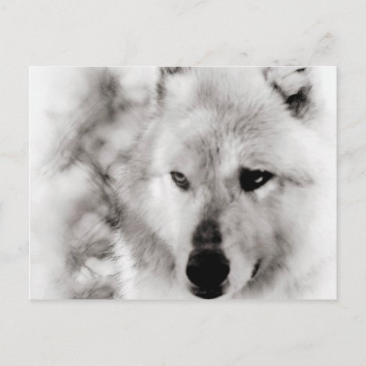 Wolf Spirit Postkarte (Vorderseite)