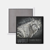 WOLF: Square Magnet (Vorderseite/Rückseite)