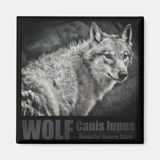 WOLF: Square Magnet (Vorne)