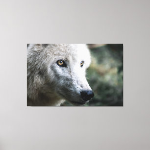 Wolf Stare Leinwanddruck