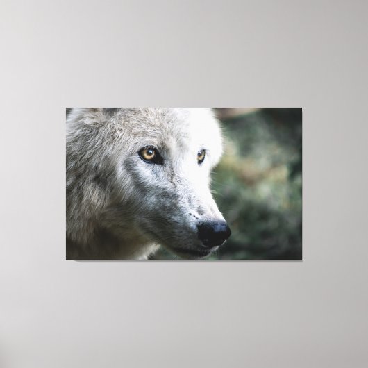 Wolf Stare Leinwanddruck (Vorderseite)
