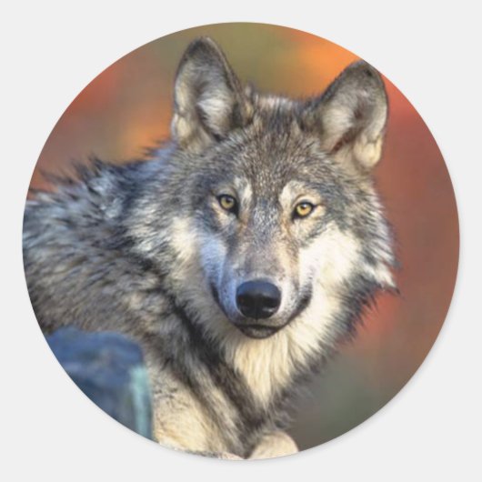 Wolf Staring Sticker (Vorderseite)